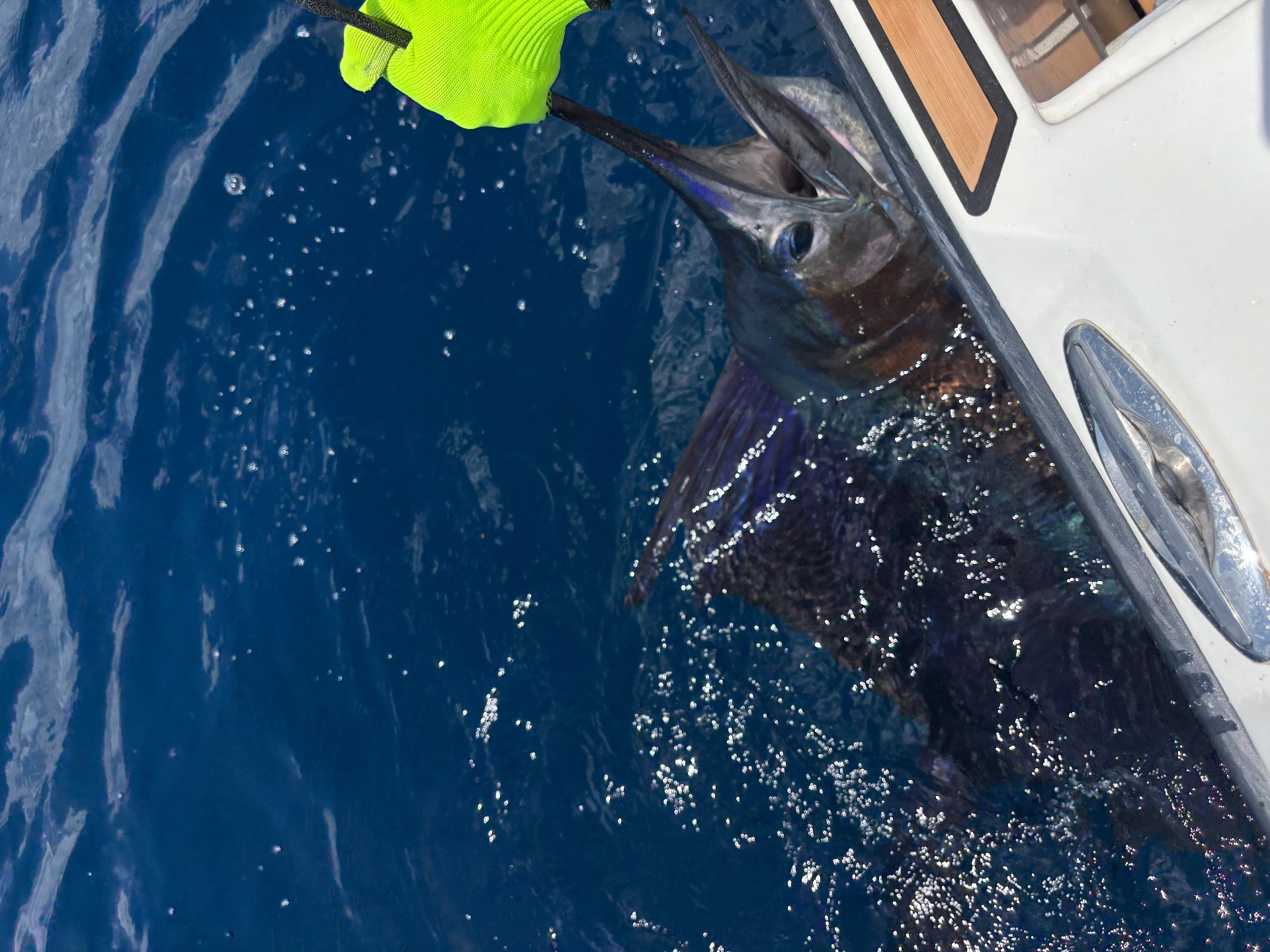 Sailfish alongside the Adventours at Sea walkaround during a fishing trip from Flamingo