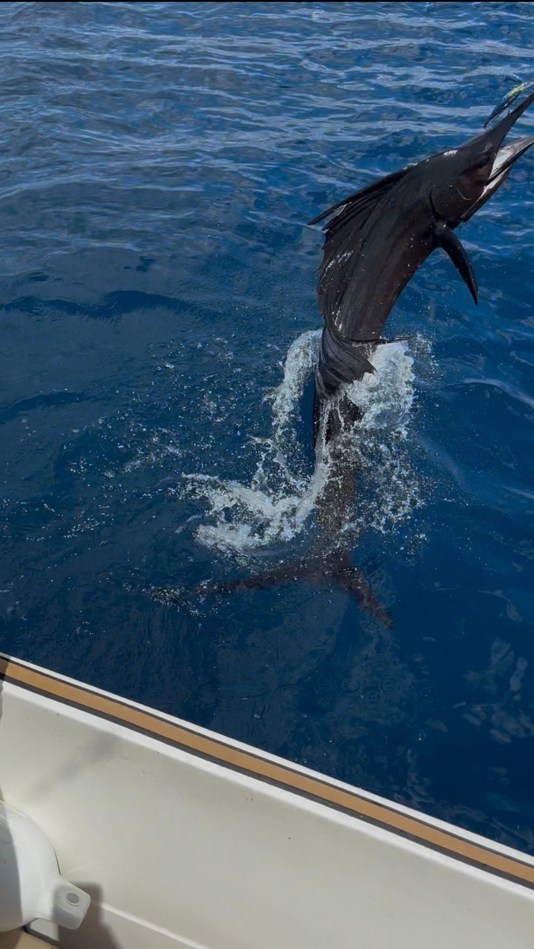 Sailfish jumping beside the boat on a fishing trip from Flamingo