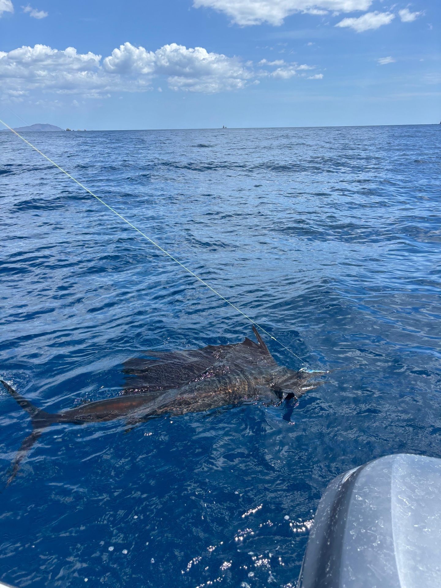 Sailfish on the line during a private sport fishing trip with Adventours at Sea off Flamingo
