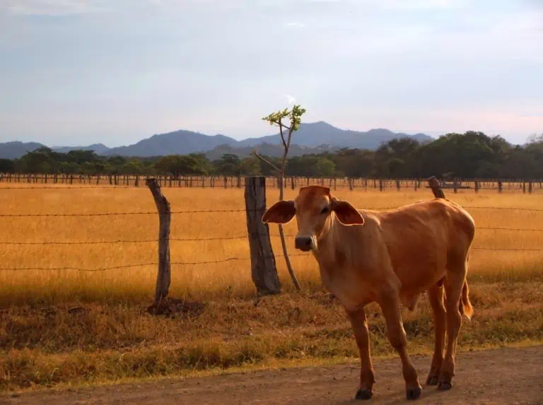 ¿Por qué unas vacaciones en Guanacaste, Costa Rica?