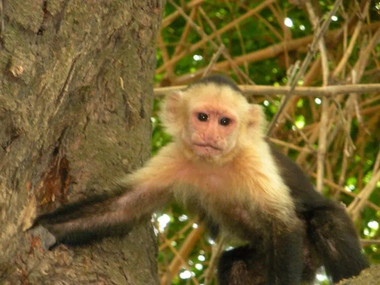 ¿Por qué unas vacaciones en Guanacaste, Costa Rica?