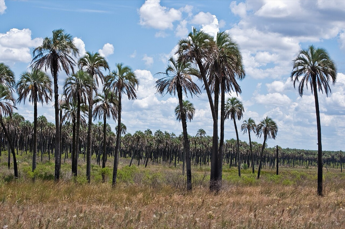 Palmeras yatay en el Parque Nacional El Palmar, Entre Ríos