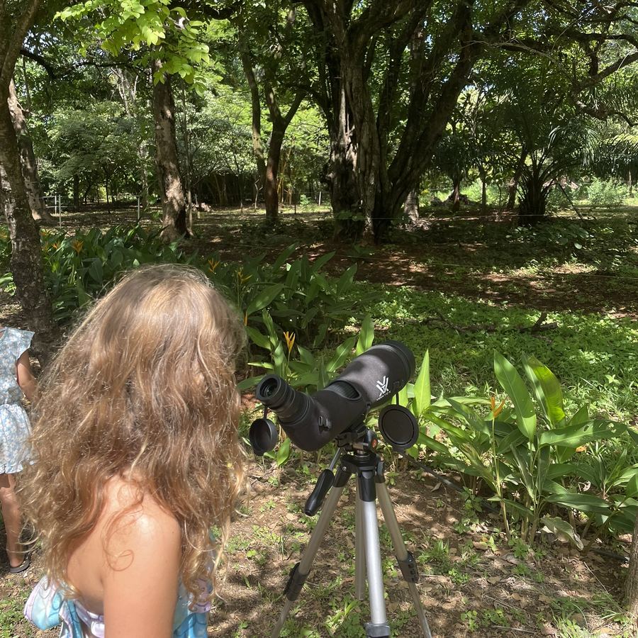 Observación de aves